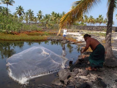 listen to Voices of Science: Fishponds at Koloko-Honokohau